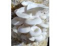 mushroom-needs-training-small-1