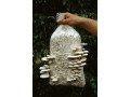 mushroom-needs-training-small-0