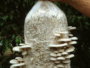 mushroom-needs-training